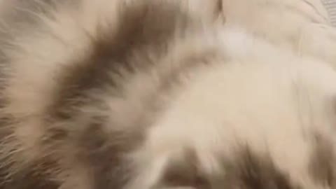 Played with my cat