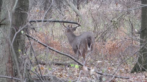 Whitetail Buck On Venus Ranch