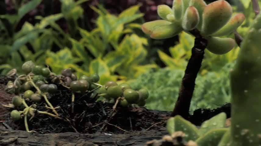 Wet green plants