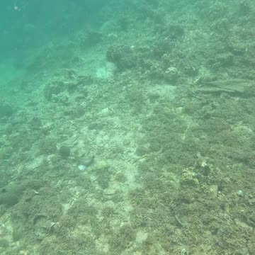 Snorkeling Adventure the Pristine Waters of Once Islas, Zamboanga