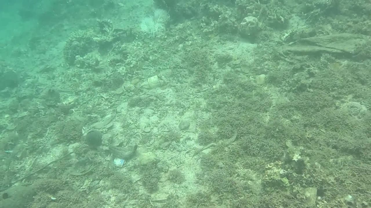 Snorkeling Adventure the Pristine Waters of Once Islas, Zamboanga