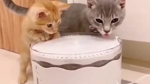 Baby Cats 😻 - Cute and Funny Cat Short Videos Compilation