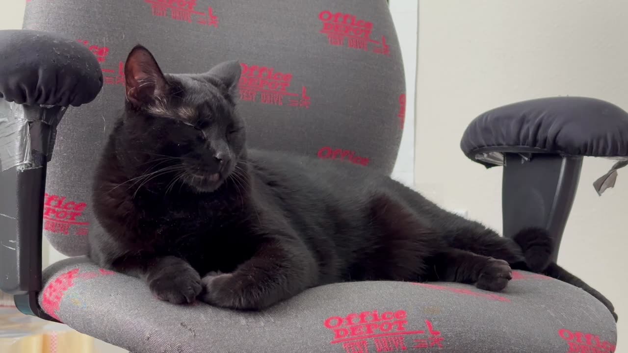 Adopting a Cat from a Shelter Vlog - Cute Precious Piper is Mulling Over a Decision