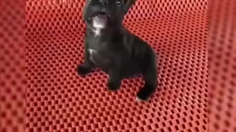 Cute Puppies and Dogs