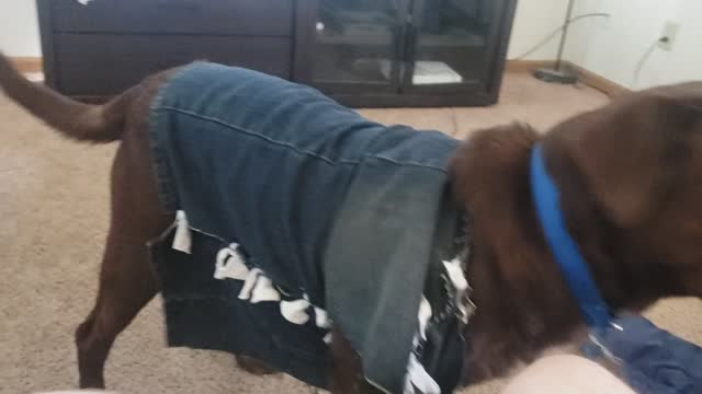 Chocolate lab vest