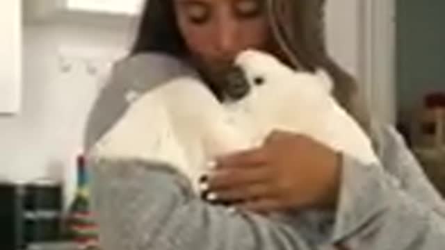 Funny Pigeon cat dog animals videos_