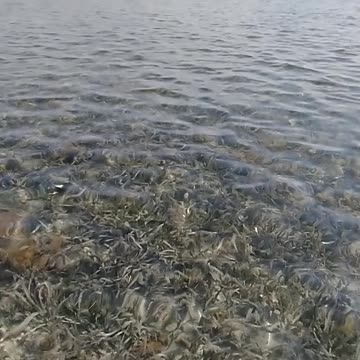 Patriot Sawfish sighting on freedom kayak