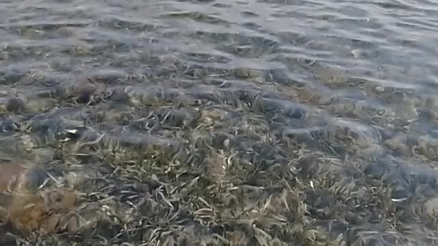 Patriot Sawfish sighting on freedom kayak