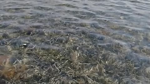 Patriot Sawfish sighting on freedom kayak