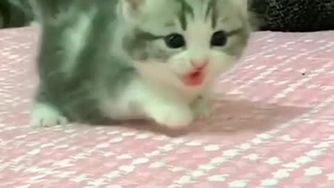 bayi kucing comel banget