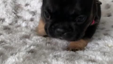 Cute Puppy