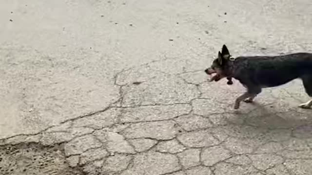 Dog vs Toy car