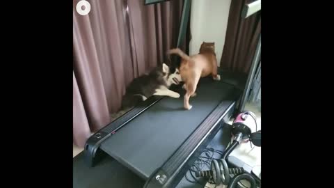 Beautiful puppies training