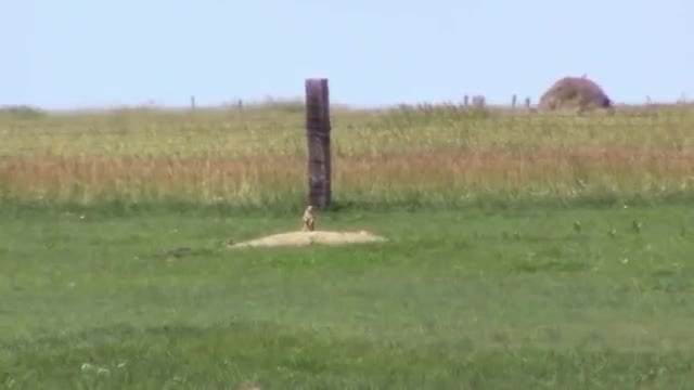 Savage B-Mag, 17 WSM. Shootin up the prairie dogs.