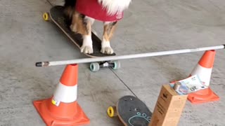 Skilful Doggy Snatches Banknote From Precarious Stack