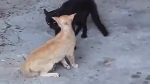 two very crazy cats!!!!