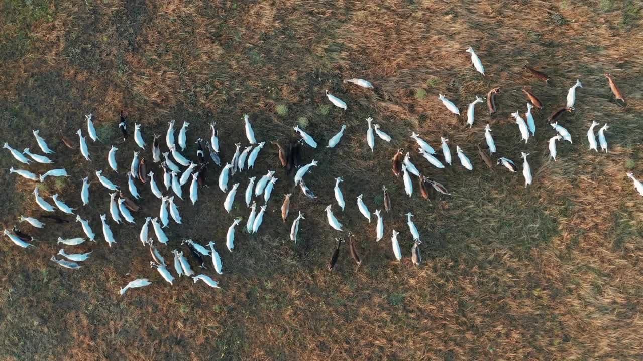 Aerial view. Goats grazing in field on farmland