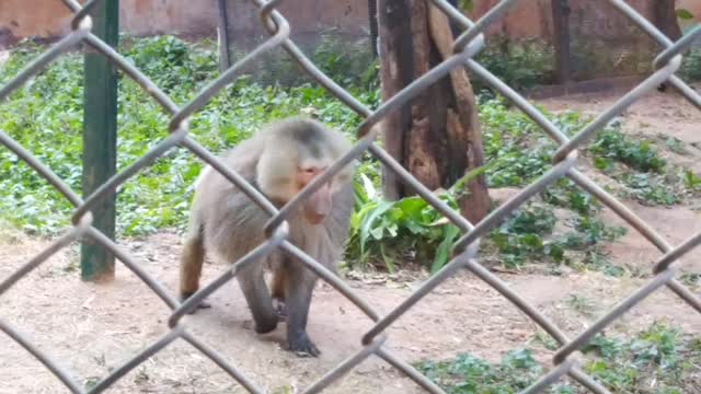 Special monkey video-Lagur