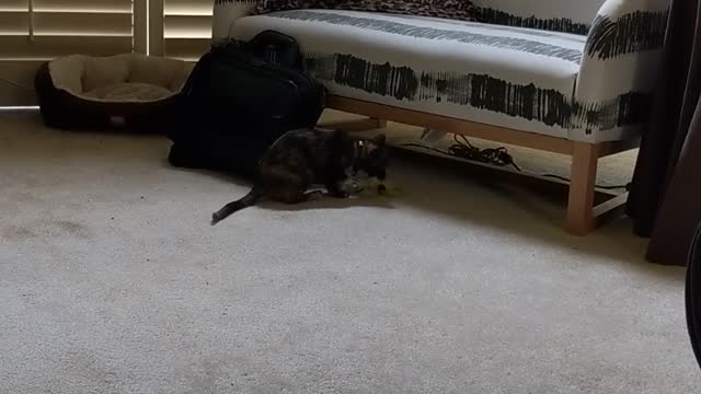 Goofy Kitty Loves Playing Fetch