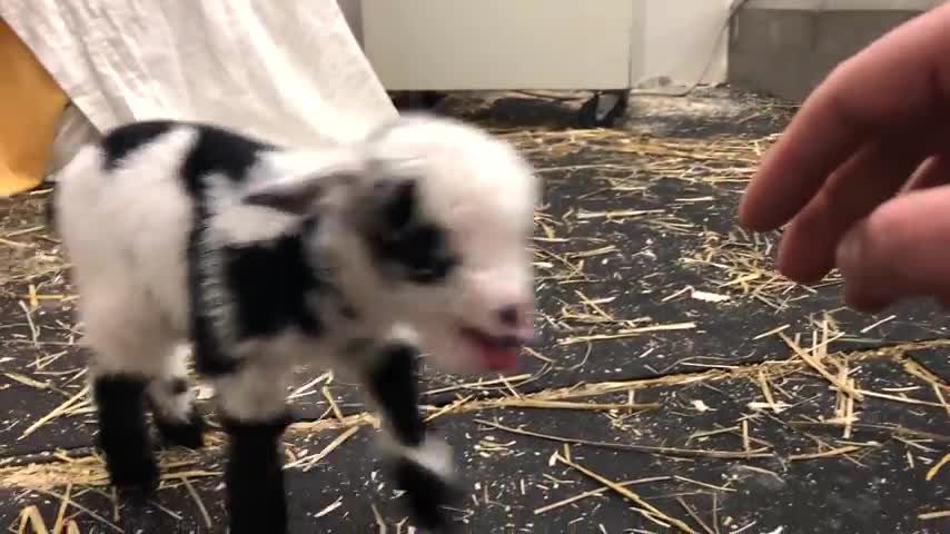 Baby goat making the cutest noise s