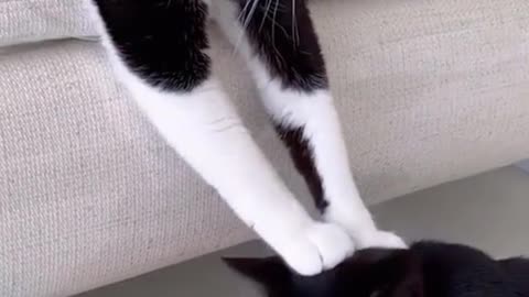 Funny video cat drink water