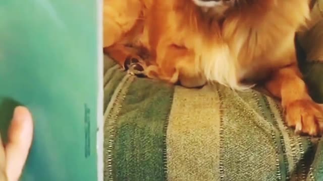 Dog prank || Dog expression on face try not to laugh