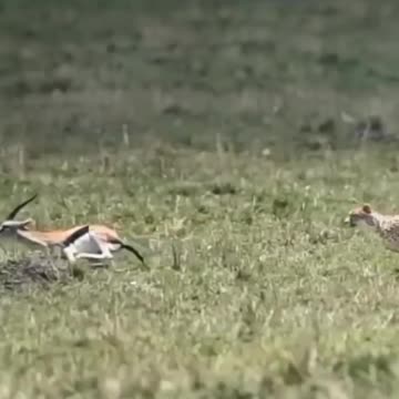 Tiger hunting deer in the forest #animails_Nuture