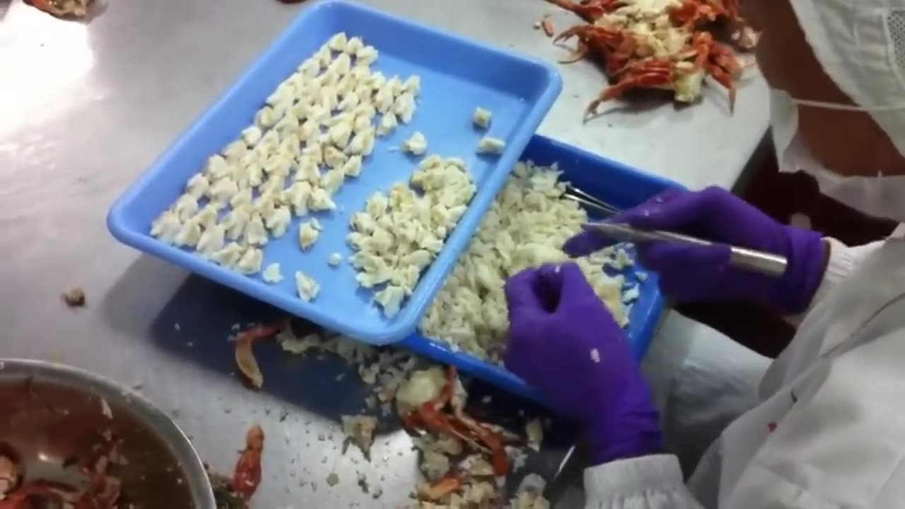 How to Harvesting Crab - Amazing Crab Factory - Crab Meat Processing Line