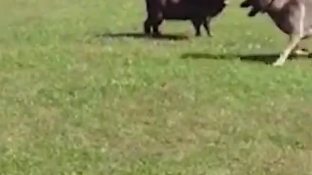 goat screwing with dog