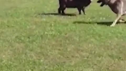 goat screwing with dog