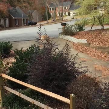 3rd time the charm for my 4 month old Retriever to get the paper