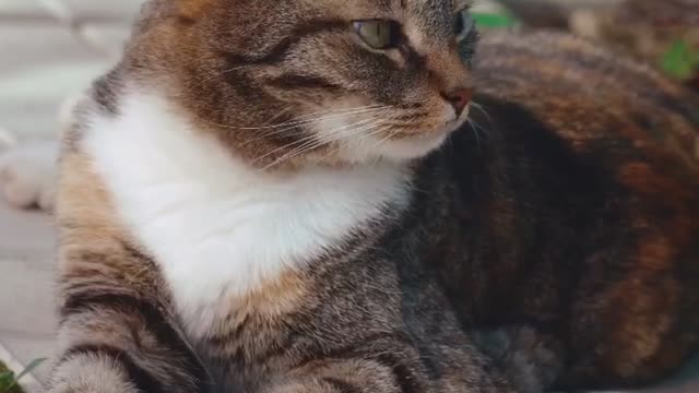 Cat Rest Beautiful Cat VIDEO