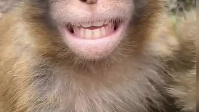 Funny monkey