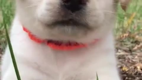 White cute puppy