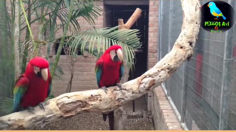 #Toking Birds#funny video#funny animal