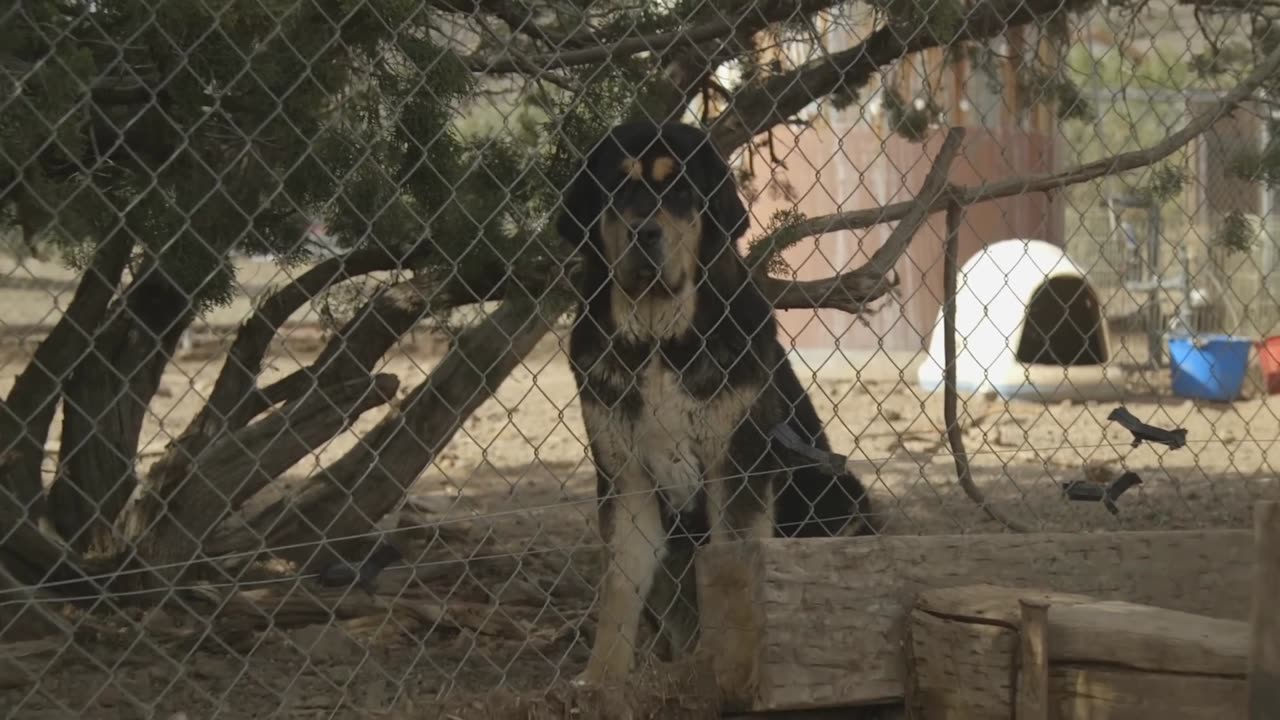 ALL ABOUT TIBETAN MASTIFF- LOYAL GUARD DOG AND SO MUCH MORE