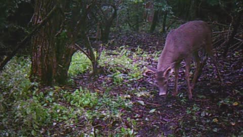 Deer Pre-Rutting behavior