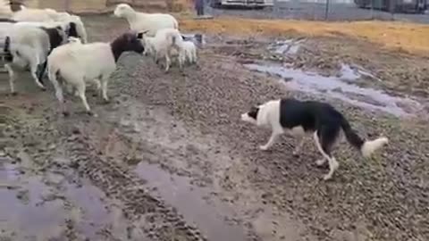 The best way to keep sheep from a smart dog until they get to the stables