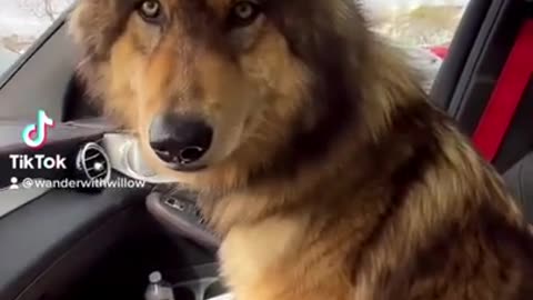 Try Not to laugh 🤣🤣🤣🤣🤣