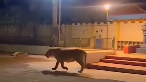 Lion at Temple