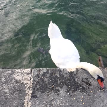 White bird eating my food in geneva