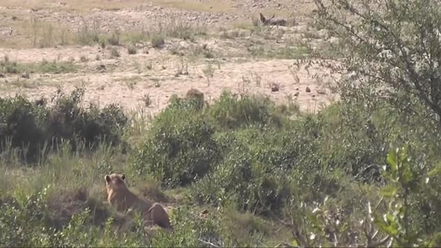 Mother Buffalo Gives Birth To Baby unfortunatly see by Lions