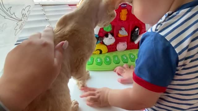 little baby play with cat