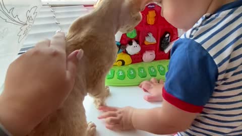 little baby play with cat