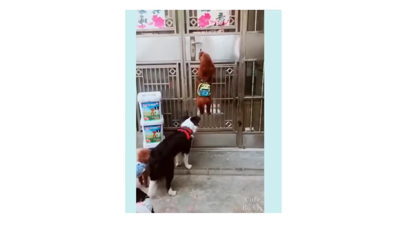 yo amo a los perritos