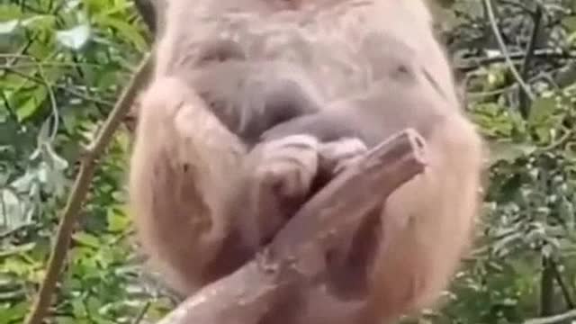 #Funniest Monkey 🐵 clips