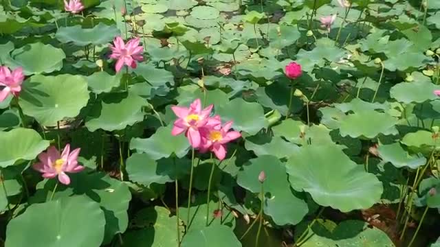 Lotus blooming season