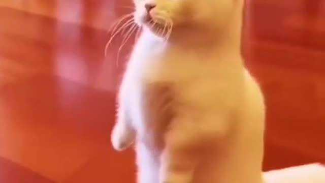 Cat comedy video | funny cat #short #cat