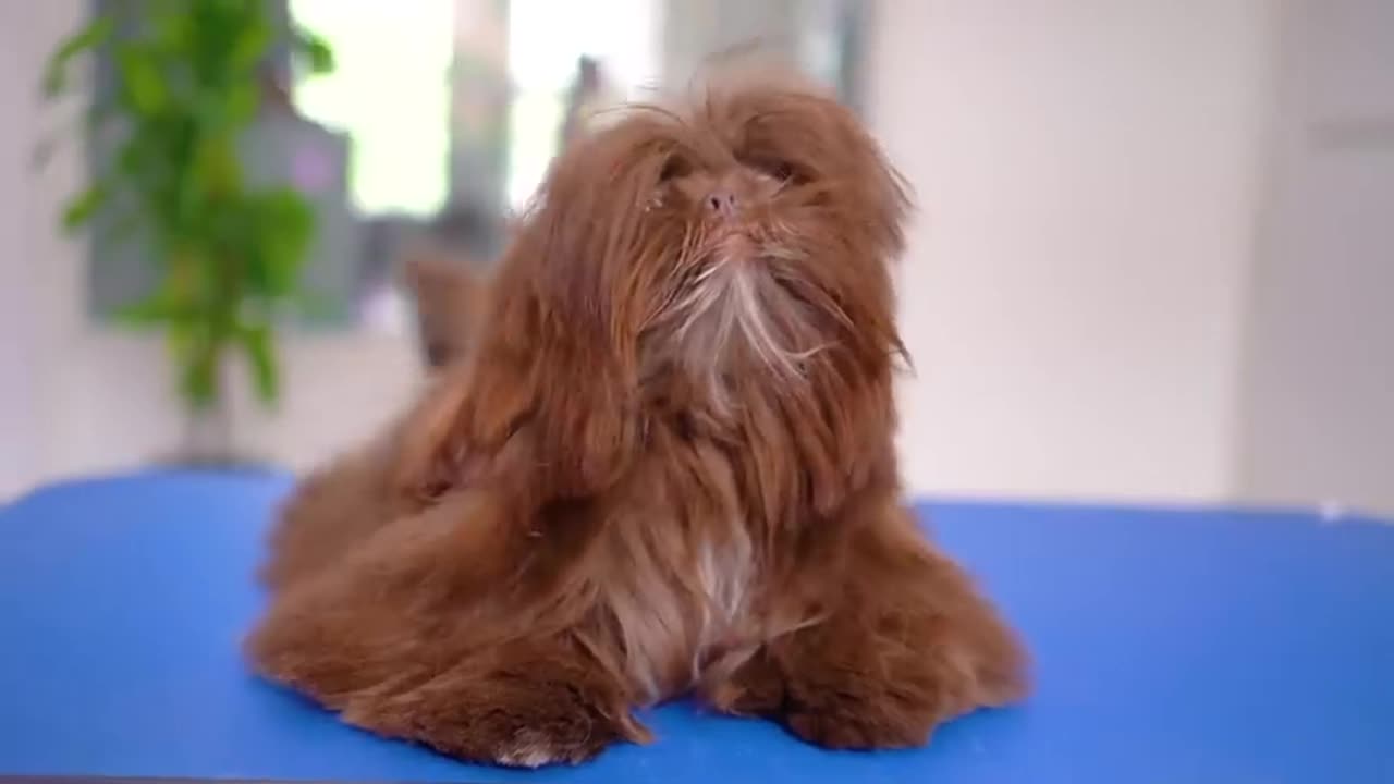 Chocolate puppy melts your heart!✂️❤️🐶