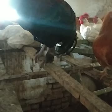 Good night in chicken coop 🐔🐓🦆